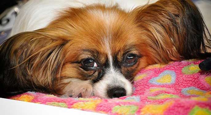 Pets really are good for your health