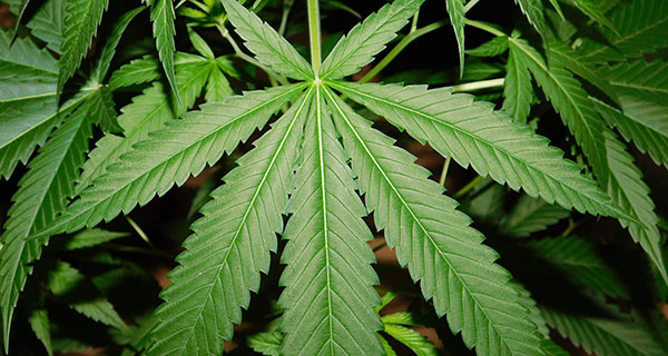 Westleaf’s first Prairie Records cannabis store licensed in Alberta