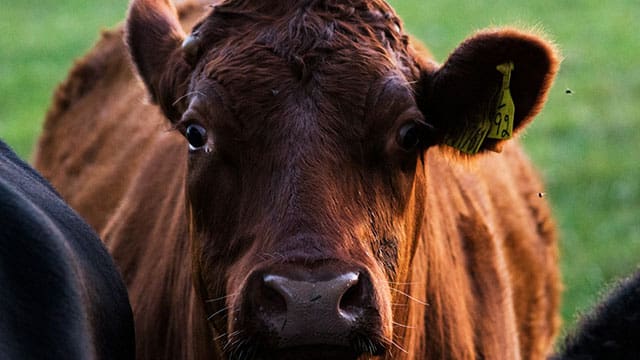 All the food we eat has been modified by humans