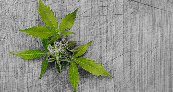 Cannabis retail online platform launched in Alberta