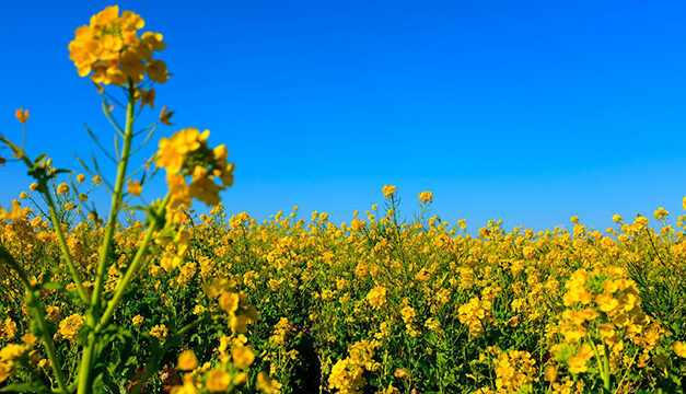 New canola research supercharges yield and profitability