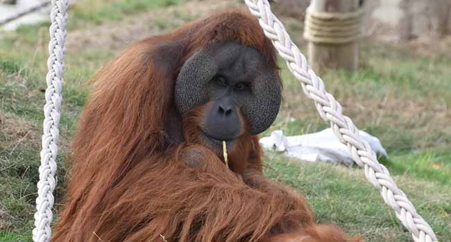 In search of Borneo’s elusive ‘man of the forest’