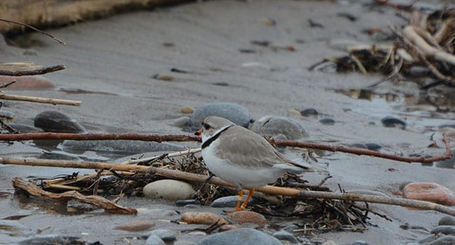 Buckets of rain put wildlife in peril