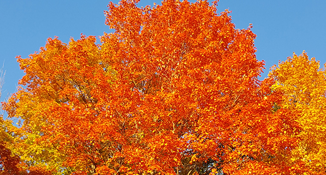 How trees produce spectacular autumn colours