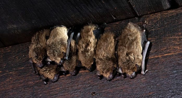 ‘Germ hunters’ discover rare lung disease in rural Alberta