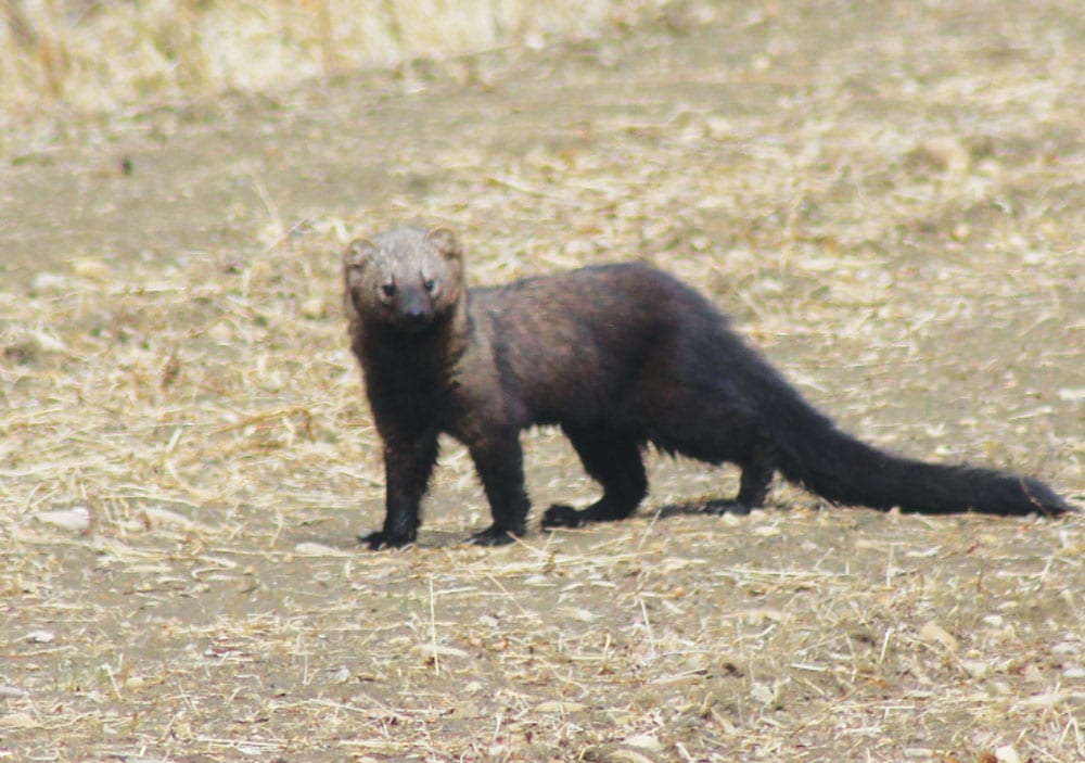 Fisher Spotted South Of Swan Hills