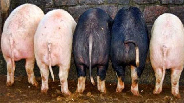 Why Canada needs its own Department of Government Efficiency