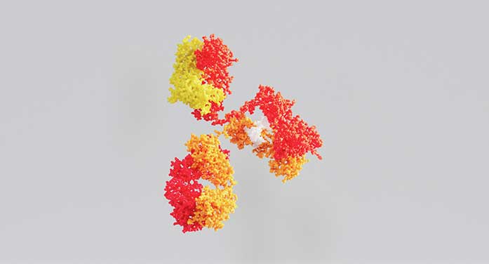 How antibodies are fine-tuned to fight infection