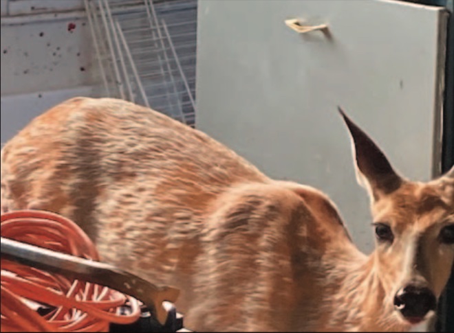 Early morning church break-in