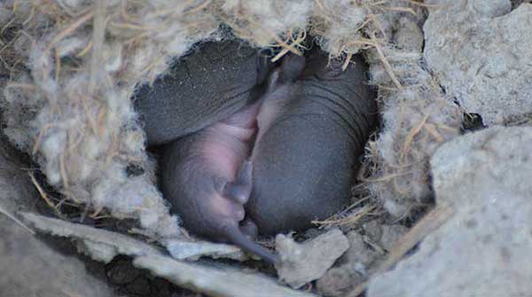 Researcher assessing ripple effects of rodent disease