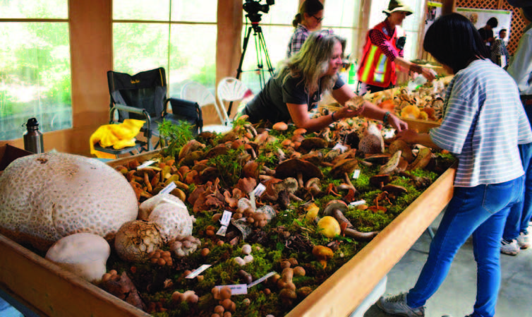 Meandering At The Wild Mushroom Expo