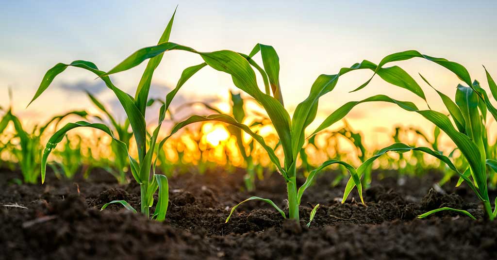 Farmers take the hit while biofuel companies cash in