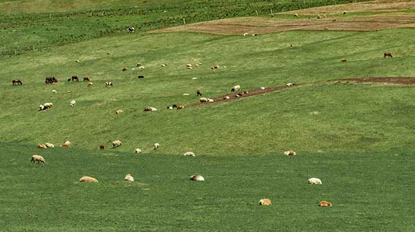 Short-term droughts pose greater threat to grasslands than expected