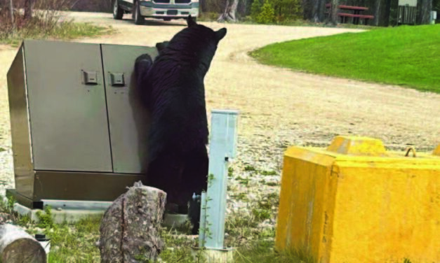 Grizzly and Black Bear Sightings in Swan Hills