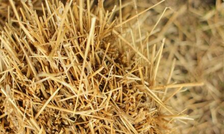 Clean fuel from waste may no longer be fantasy