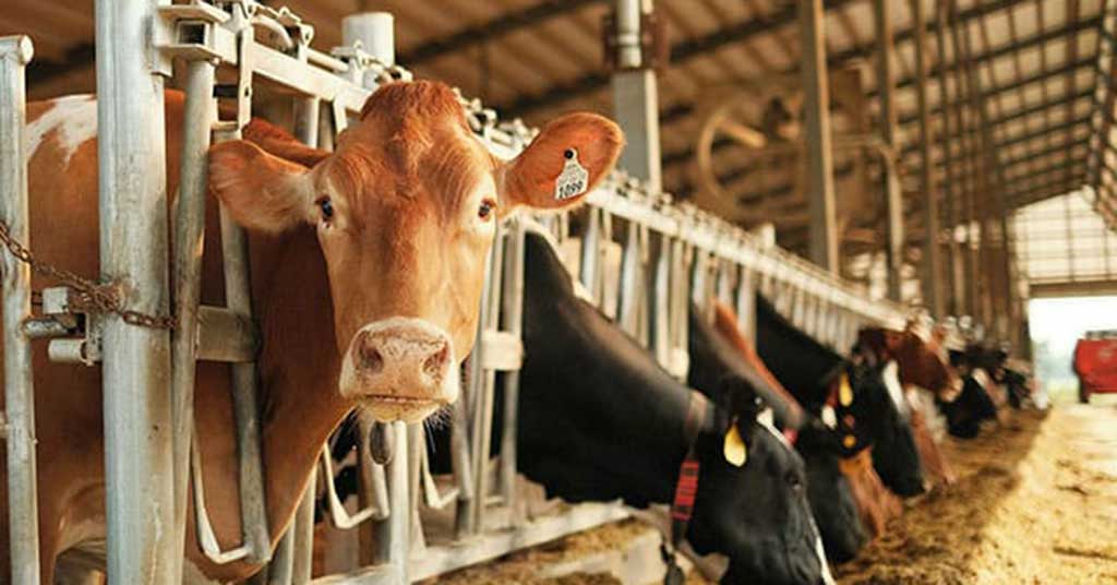 Canada chooses to dump milk rather than lower prices